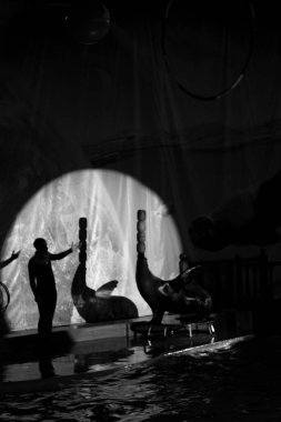 Dinamik gece yunusu gösterisi