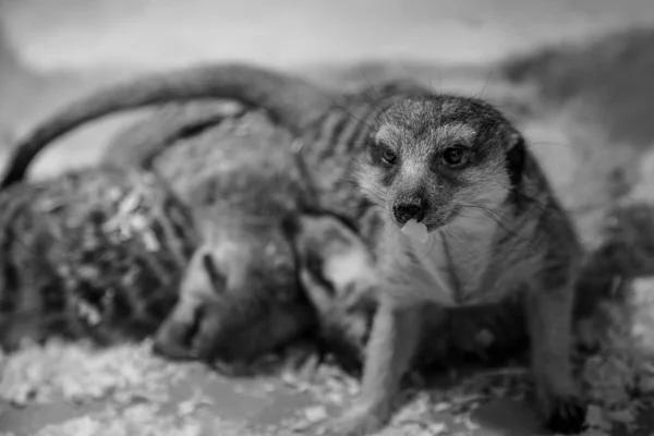 Meerkat Dans Zoo Gros Plan Noir Blanc — Photo