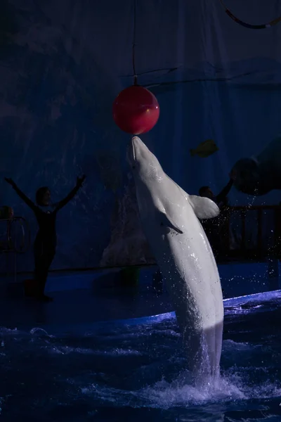 Noční Delfíní Show Dynamice — Stock fotografie