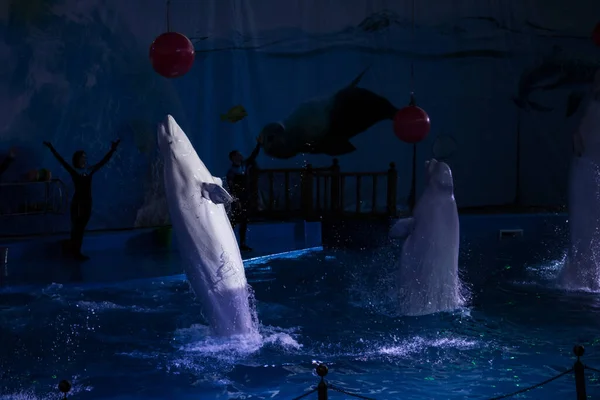 Night Dolphin Show Dynamics — Stock Photo, Image