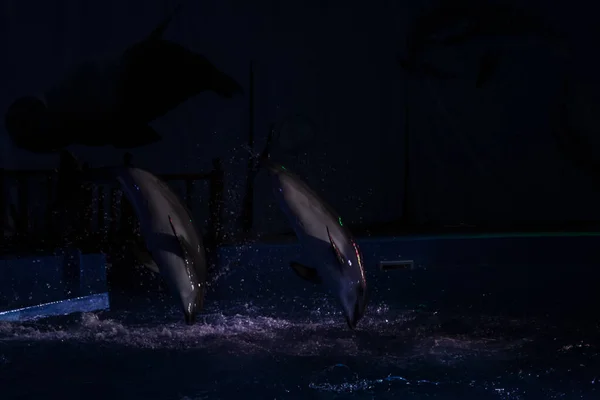 Night Dolphin Show Dynamics — Stock Photo, Image