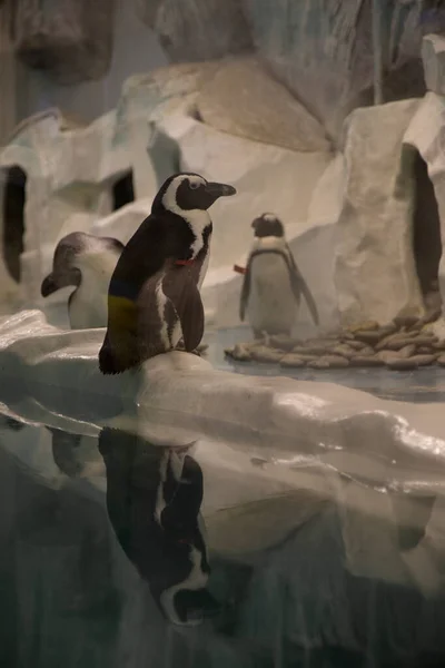 动物园里的眼镜企鹅 — 图库照片