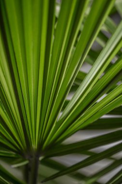 Makro parlak palmiye yaprakları dokusu