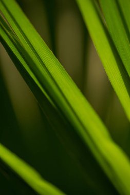 Makro parlak palmiye yaprakları dokusu