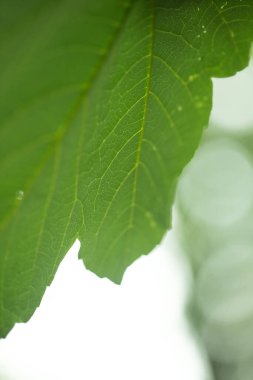 Büyük yeşil yaprak ve su makrosu