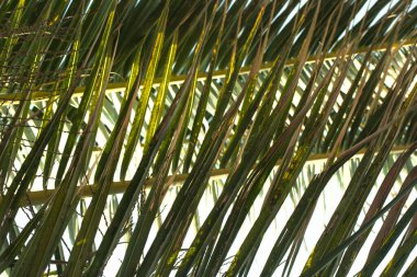 Makro parlak palmiye yaprakları dokusu
