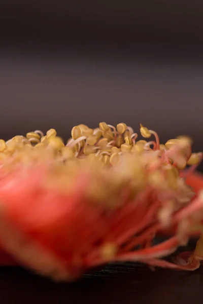 Gula Stammar Och Rosa Täcka Makro — Stockfoto