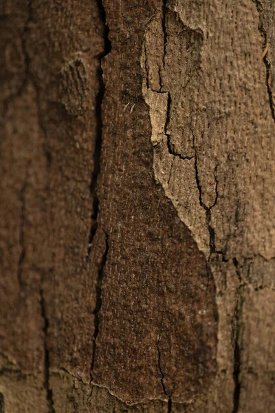 Brown Tree Bark Texture Macro — Stock Photo, Image
