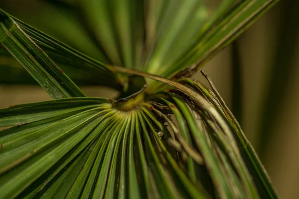 Macro Brilhante Palma Folhas Textura — Fotografia de Stock