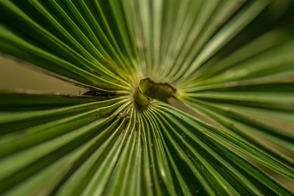Macro Bright Palm Leaves Texture — Stock Photo, Image