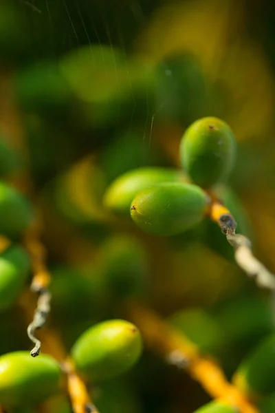Arab Pálmafa Zöld Gyümölcs Makró — Stock Fotó