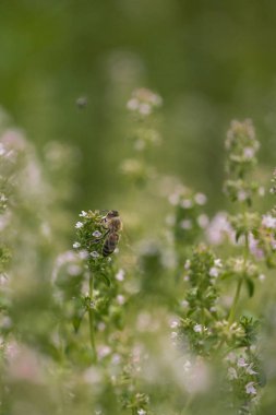 Küçük yabani çiçekler ve arı makrosu.