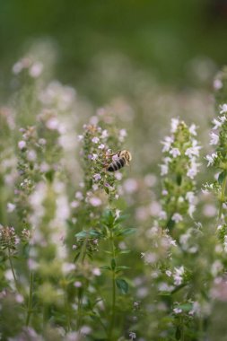 Küçük yabani çiçekler ve arı makrosu.