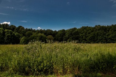 Çimen tarlası ve eski binaları olan kırsal bölge.