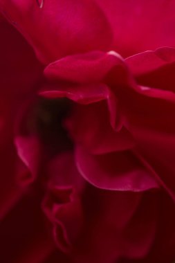 Kırmızı gül tomurcuğu açık havada makro