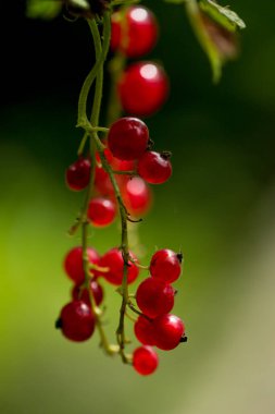 Kırmızı frenk üzümü, açık havada makro.