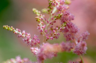 Açık havada pembe yumuşak astilbe makro.