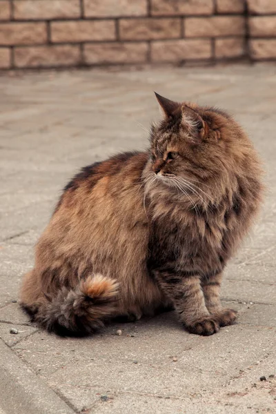 Big Furry Cat Outdoors Sitting — Stock Photo, Image