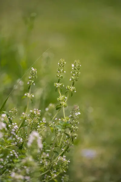 Güneş Işığında Küçük Kır Çiçekleri Makro — Stok fotoğraf