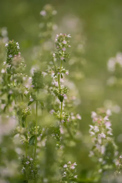 Małe Dzikie Kwiaty Makro Świetle Słonecznym — Zdjęcie stockowe