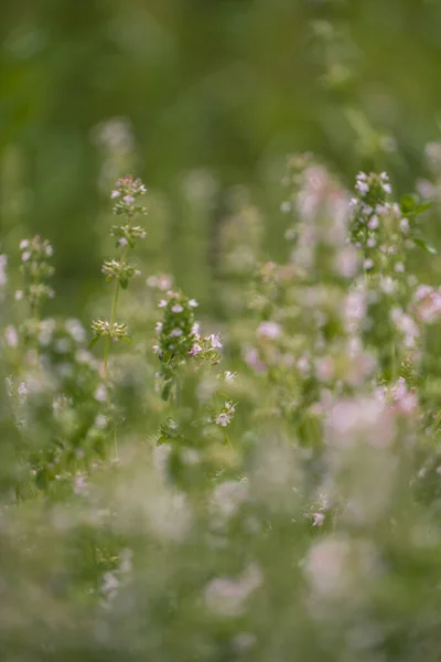 Małe Dzikie Kwiaty Makro Świetle Słonecznym — Zdjęcie stockowe