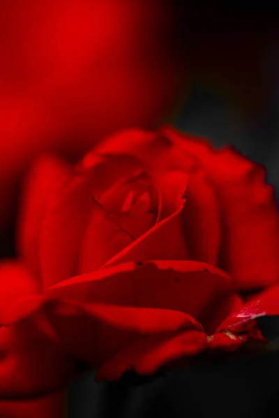 Červená Růže Pupen Makro Venku — Stock fotografie