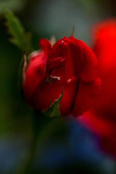 Červená Růže Pupen Makro Venku — Stock fotografie