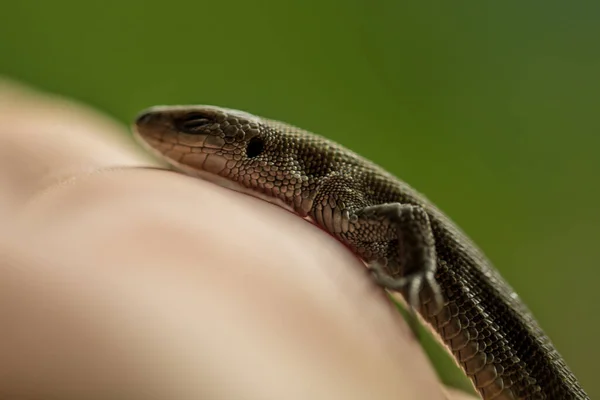 Una Lucertola Comune All Aperto Macro — Foto Stock