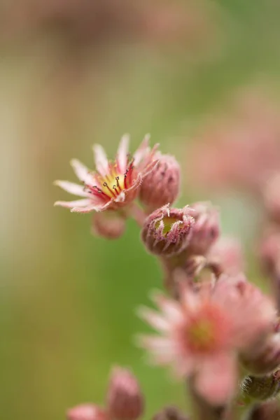 Blommande Rosa Sempervivum Tectorum Makro — Stockfoto
