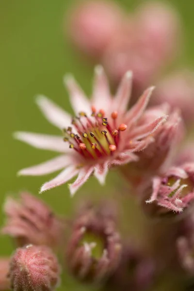 Bloeiend Roze Sempervivum Tectorum Macro — Stockfoto