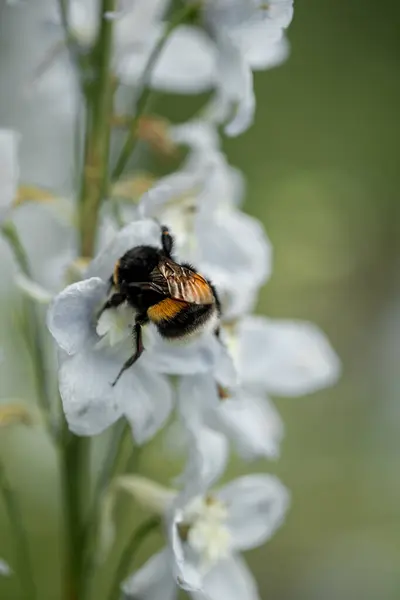 Małe Dzikie Kwiaty Makro Pszczoły — Zdjęcie stockowe
