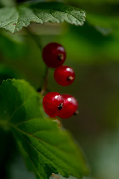 Rote Johannisbeeren Makro Freien — Stockfoto