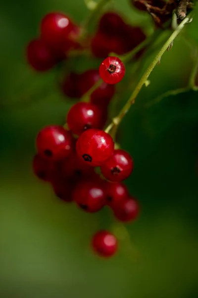 Red Currant Berries Macro Outdoors — Stock Photo, Image