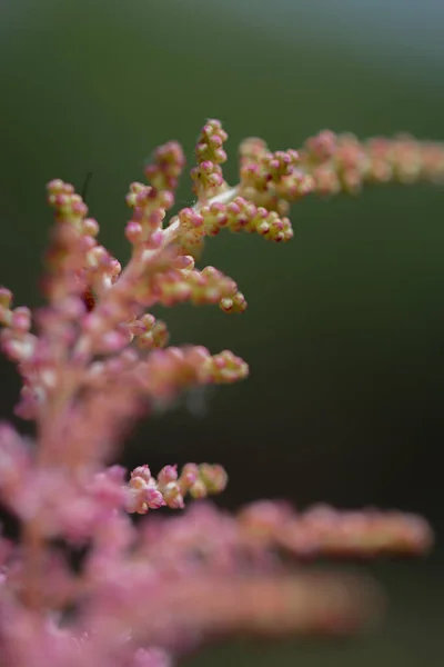 Rosa Anbud Astilbe Makro Utomhus — Stockfoto