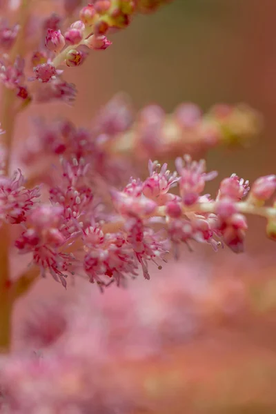 Růžová Jemná Astilbe Makro Venku — Stock fotografie