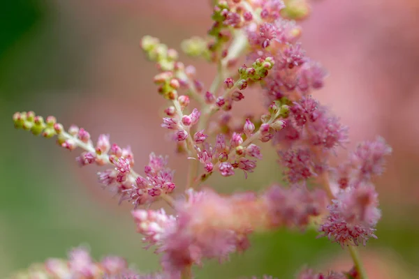 Růžová Jemná Astilbe Makro Venku — Stock fotografie