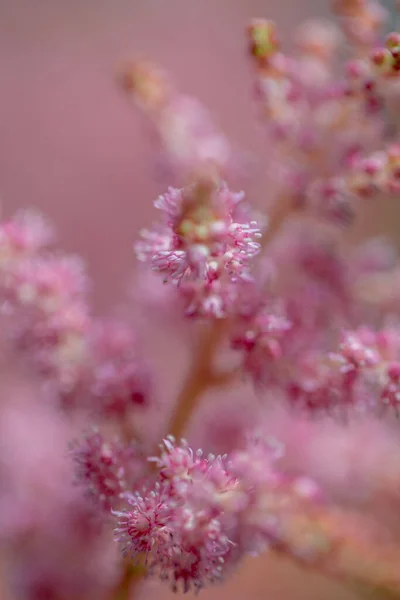 Pink Tender Astilbe Macro Outdoors — Stock Photo, Image