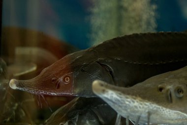 Yemek vitrininde büyük bir mersin balığı