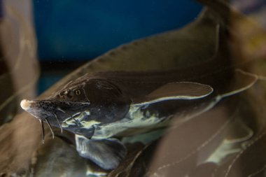 Yemek vitrininde büyük bir mersin balığı