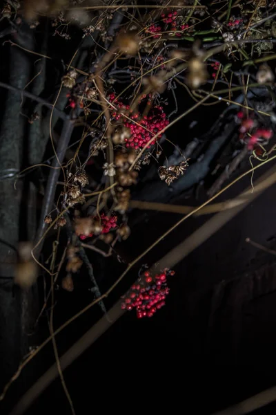 Viburnum Podzim Temném Makru — Stock fotografie