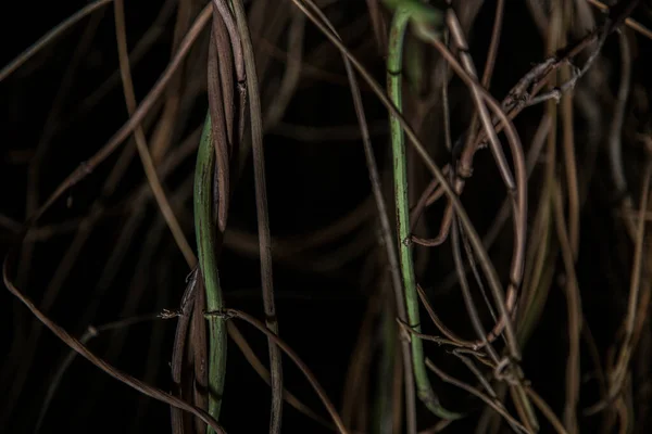 Sušené Květiny Venku Noci — Stock fotografie