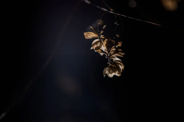 Flores Secas Aire Libre Por Noche — Foto de Stock