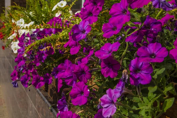 Fioletowe Kwiaty Petunii Ulicy — Zdjęcie stockowe
