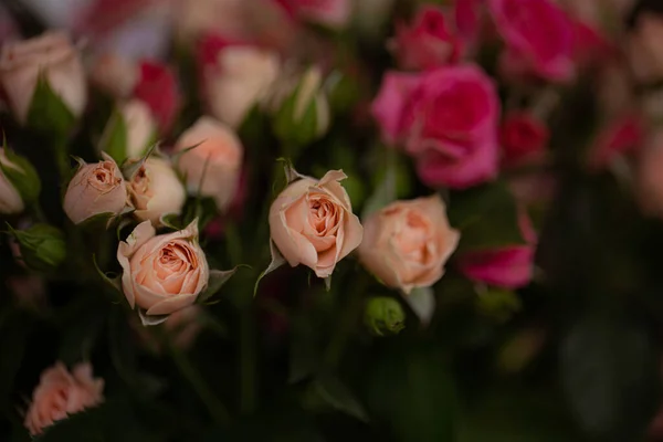 Een Stelletje Kleine Rozen Vervagen Macro — Stockfoto