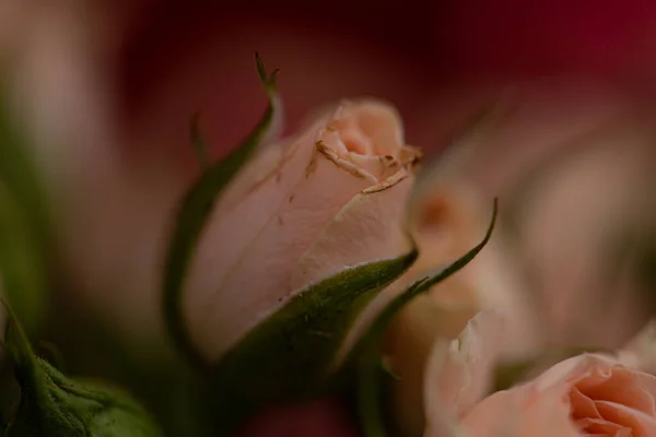 Een Stelletje Kleine Rozen Vervagen Macro — Stockfoto