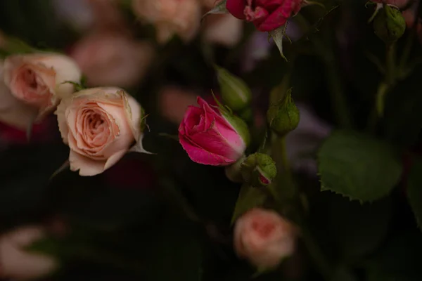 Een Stelletje Kleine Rozen Vervagen Macro — Stockfoto