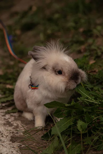 Lapin Poilu Décoratif Laisse Dans Herbe — Photo