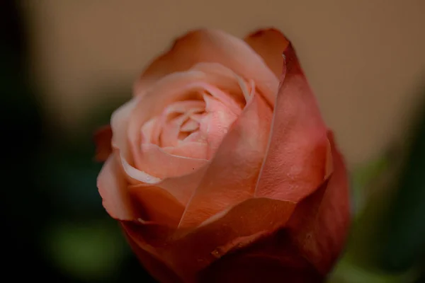 Růže Kytici Makro — Stock fotografie