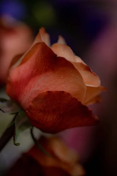 Róża Makro Bukiet — Zdjęcie stockowe