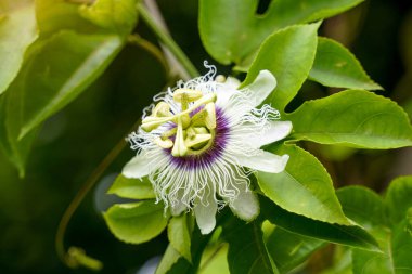 Yumuşak yeşil yapraklarla çevrili, çarpıcı detay ile güzel bir beyaz ve mor Tutku Çiçeği (Passiflora).                               